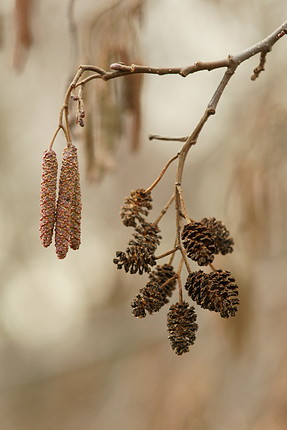 Enyves éger (Alnus glutinosa (L.) Gärtn.) Hieronymus Bock